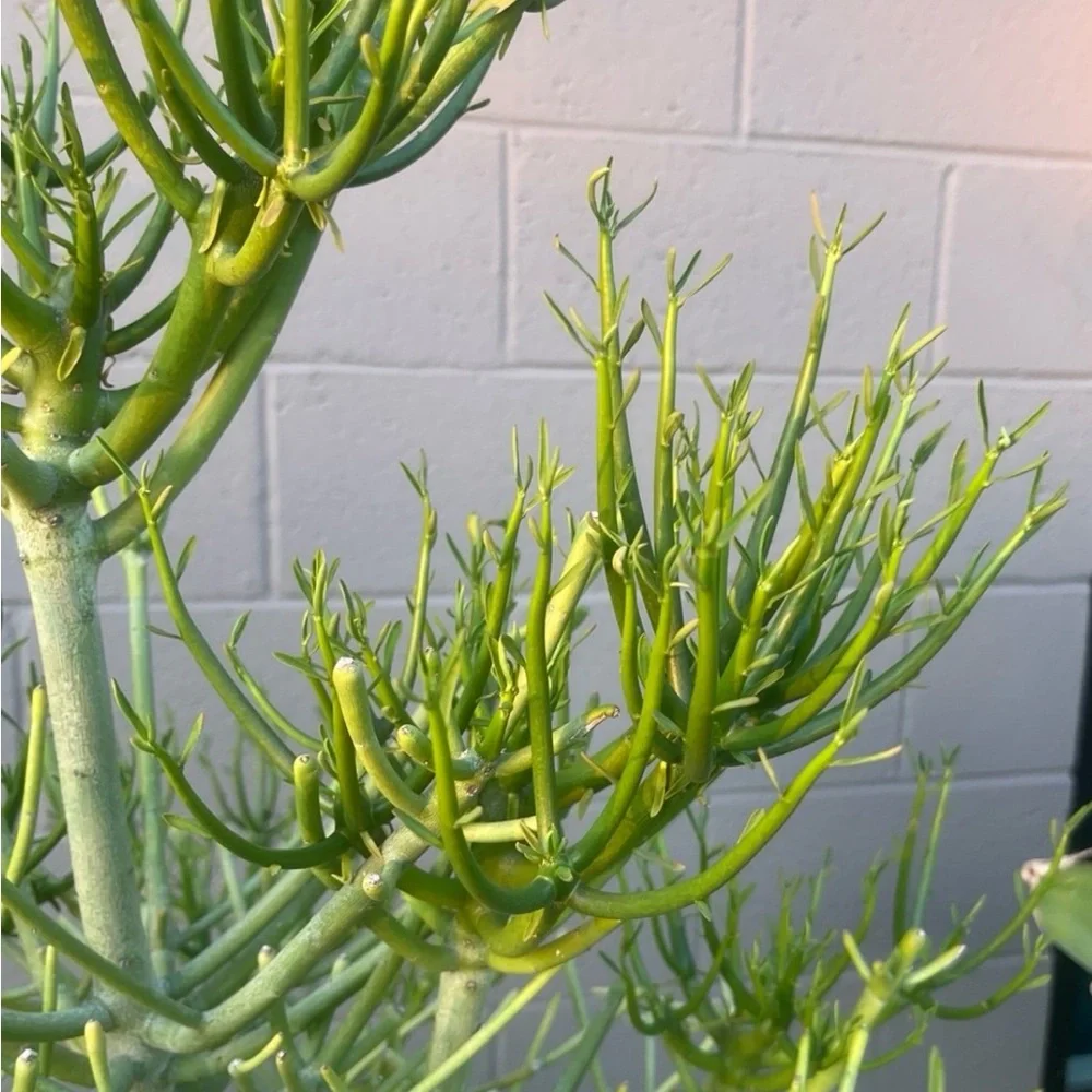 Vibrant Green Pencil Cactus Plant